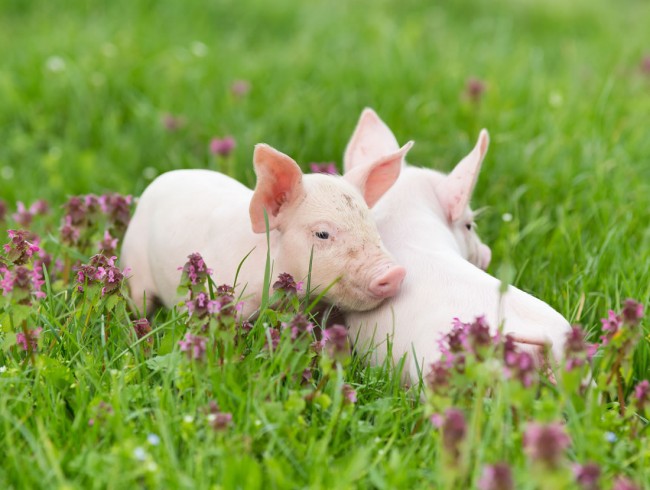 Viele Tiere in der Nachbarschaft © Shutterstock